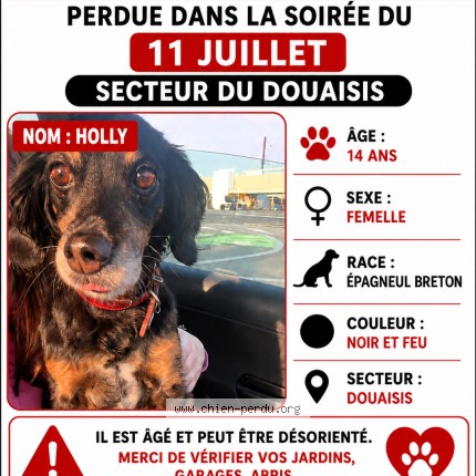 Photo 1/1 holly Chien perdu à Douai
