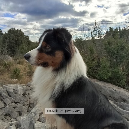 Photo 1/1 Chien retrouvé Perdu à Montceau Les Mines