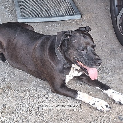 Photo de chien trouvé à Treillieres
