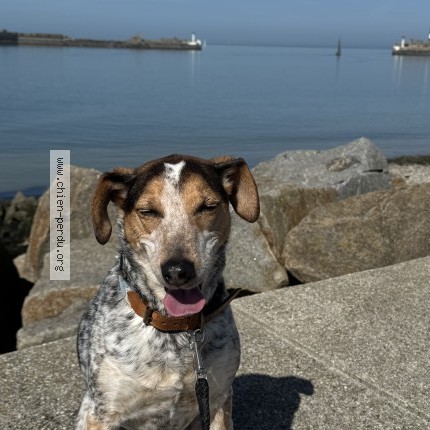 Photo 1/1 Cooper Chien perdu à Sainte Adresse