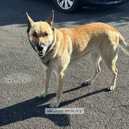 Photo 2/2 Chien retrouvé Perdu à Oursbelille