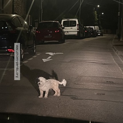 Photo 1/1 Chien trouvé Trouvé à Rosny Sur Seine
