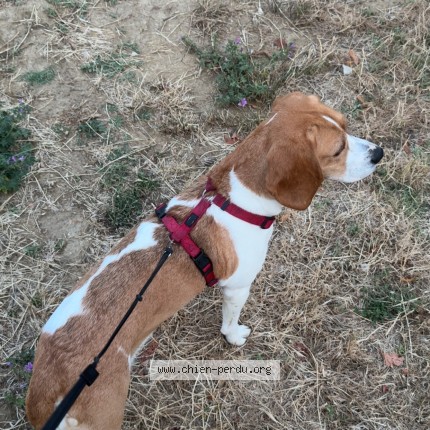 Photo 1/1 Chien retrouvé Perdu à Puymeras
