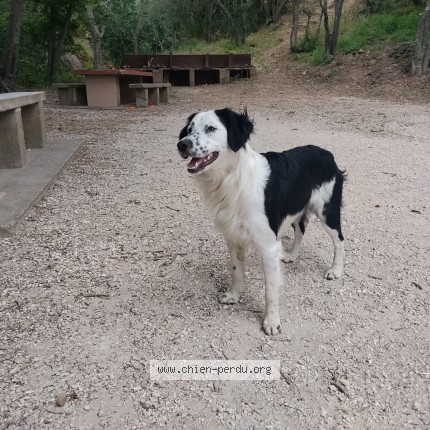 Photo 1/1 Chien retrouvé Perdu à Le Boulou