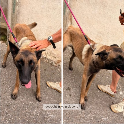 Photo 1/1 Chien trouvé Trouvé à Marseille