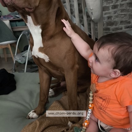 Photo de chien perdu à Ruitz