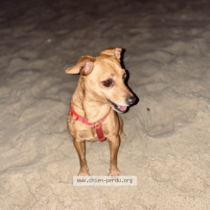 Photo 1/1 Dinky Chien perdu à Sevran