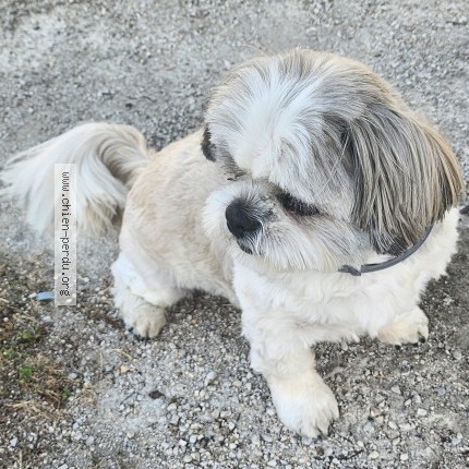 Photo 1/1 Nodji Chien perdu à Troyes