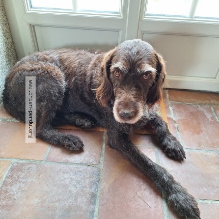 Photo 1/1 Chien retrouvé Perdu à Ormeaux