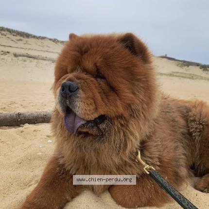 Photo 1/1 scar Chien perdu à Carignan De Bordeaux