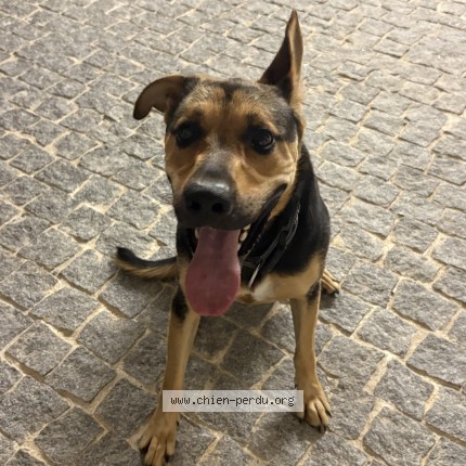 Photo 1/1 Chien retrouvé Trouvé à Les Milles