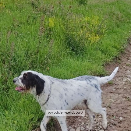 Photo 1/1 Chien retrouvé Perdu à Sainte Honorine La Chardonne