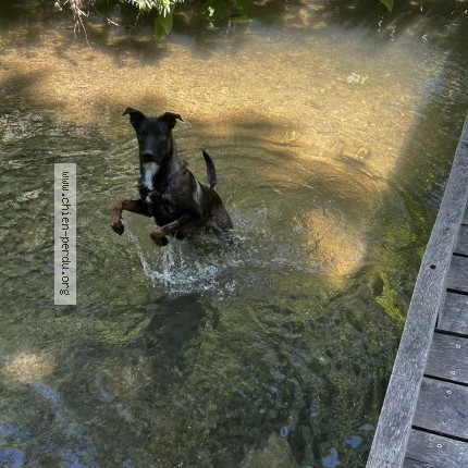 Photo 1/1 kayro Chien perdu à Cadenet