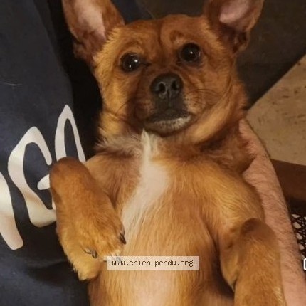 Photo 1/2 Chien retrouvé Perdu à Chemilly Sur Serain