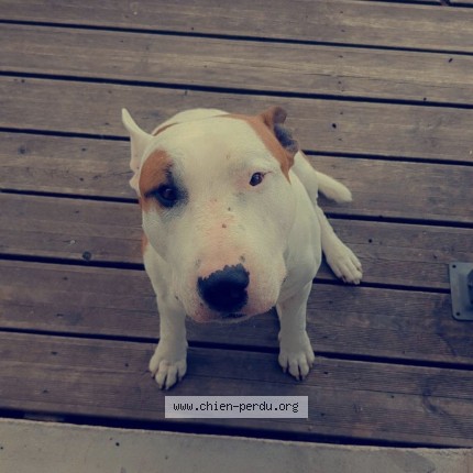 Photo 1/1 falko Chien perdu à Puylaurens