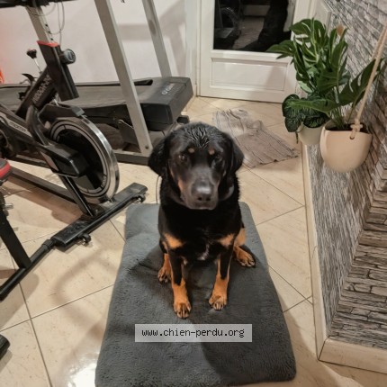 Photo 1/1 Chien retrouvé Perdu à Poncins
