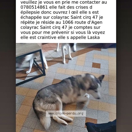 Photo 1/1 Laska Chien perdu à Colayrac Saint Cirq