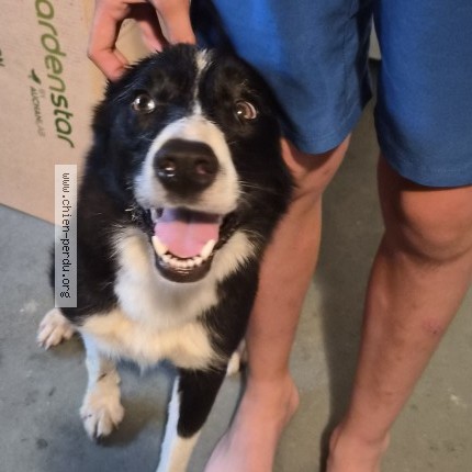 Photo 1/1 Chien retrouvé Trouvé à Cantenay Epinard
