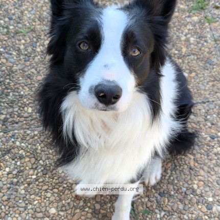 Photo 1/1 Chien retrouvé Perdu à Saint Maximin La Sainte Baume