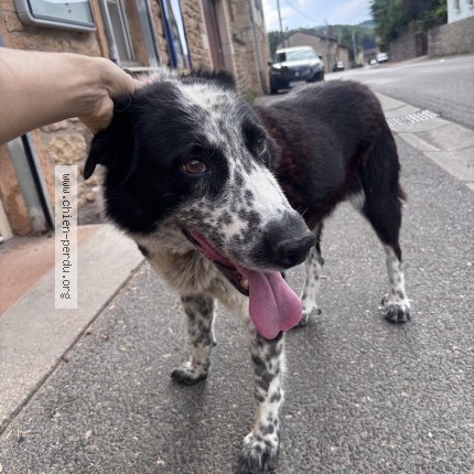 Photo 1/1 Chien retrouvé Trouvé à Chanes