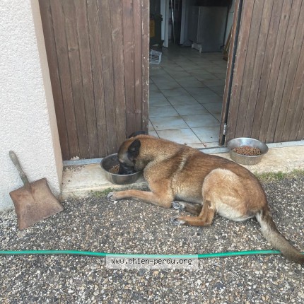 Photo 1/1 Chien retrouvé Perdu à Mauzac Et Grand Castang