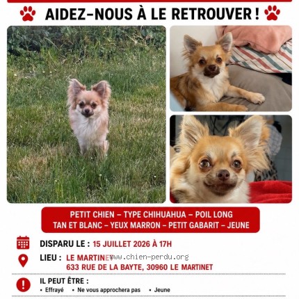 Photo 1/1 Aiko Chien perdu à Le Martinet