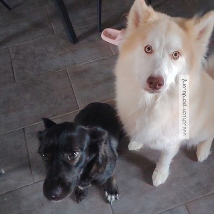 Photo 1/1 lexa vaicko Chien perdu à Montceau Les Mines