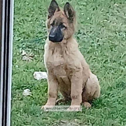 Photo 1/2 Chien retrouvé Perdu à Chanterac