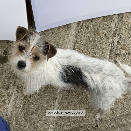 Photo 1/1 maylie Chien perdu à St Pryve St Mesmin