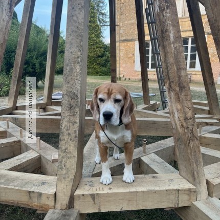 Photo 1/1 Chien retrouvé Perdu à Rouffignac St Cernin De Reilhac