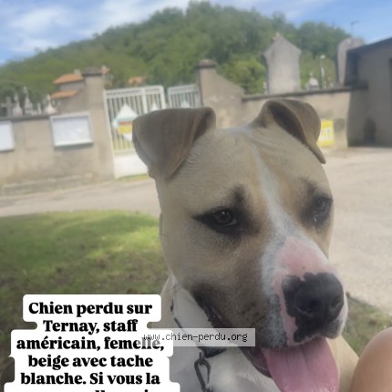 Photo 1/1 Mia Chien perdu à Ternay