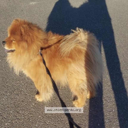 Photo 1/1 Chien retrouvé Perdu à Saessolsheim