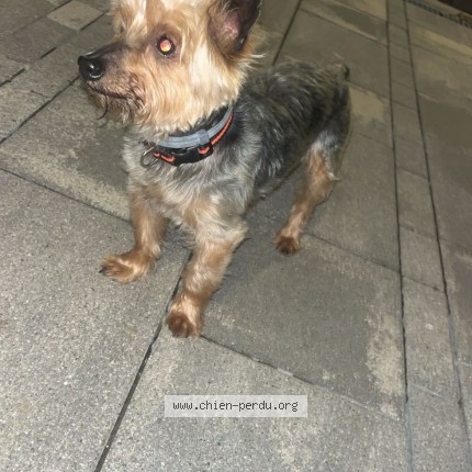 Photo 1/1 hercule Chien perdu à Haudiomont