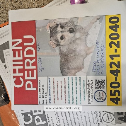 Photo 1/1 fripouille Chien perdu à Saint Barth Lemy