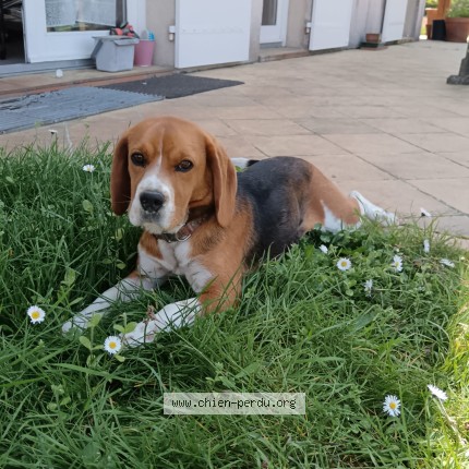 Photo 1/1 vanille Chien perdu à Pessac
