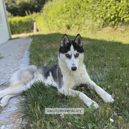 Photo 1/1 arko Chien perdu à Pleure