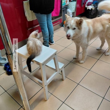 Photo 1/1 Chien retrouvé Perdu à Saint Amand Les Eaux