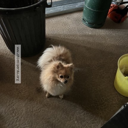 Photo 1/1 Chien trouvé Trouvé à Plouec Du Trieux