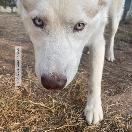 Photo de chien trouvé à Agde