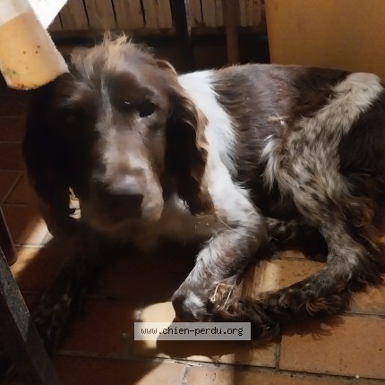 Photo 1/1 Chien trouvé Trouvé à Azay Le Ferron