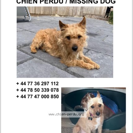 Photo 1/1 Scruff Chien perdu à Tours