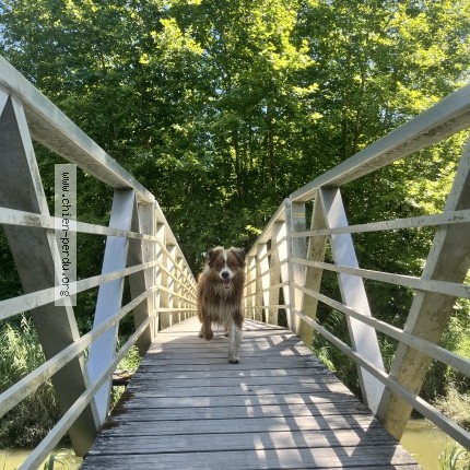 Photo 1/1 Ibai Chien perdu à Urt