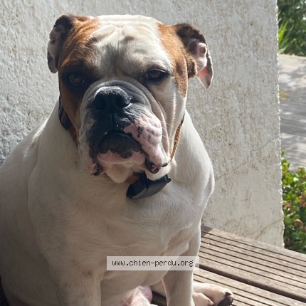 Photo 1/1 silver Chien perdu à Toulon