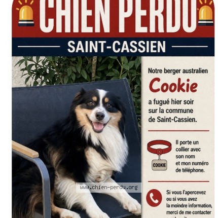 Photo 1/1 cookie Chien perdu à Saint Cassien