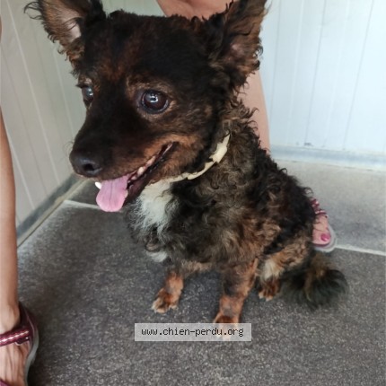 Photo de chien trouvé à Tonnay Charente