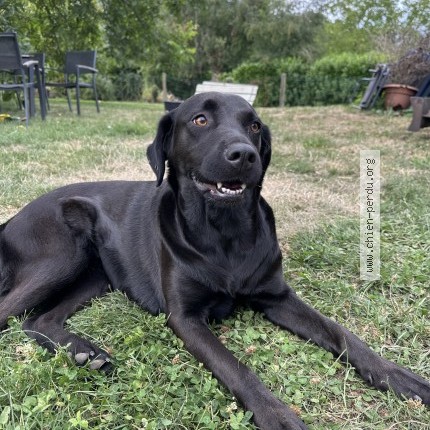 Photo 1/1 Chien retrouvé Trouvé à Braine L Alleud