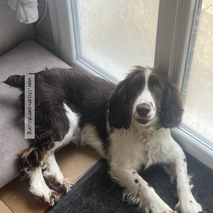 Photo 1/1 Chien retrouvé Perdu à Blessonville