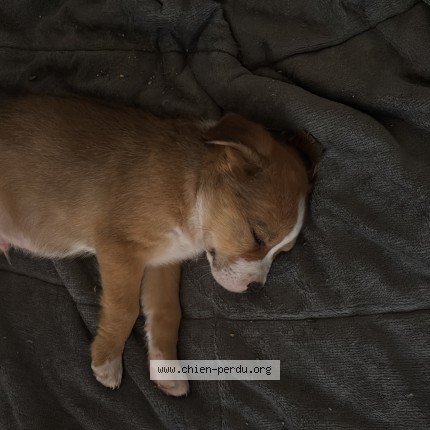 Photo 1/1 Chien retrouvé Perdu à Montlucon