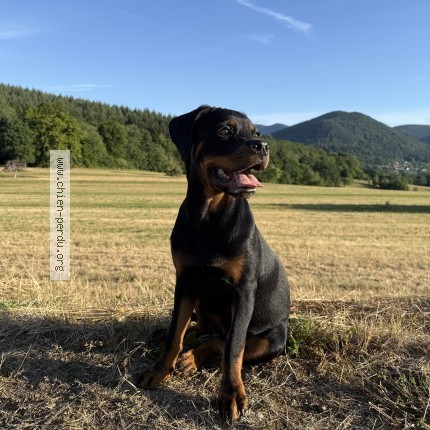 Photo 1/1 Chien retrouvé Perdu à Oberhaslach