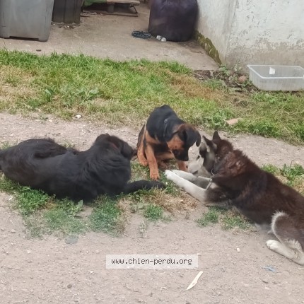 Photo de chien perdu à Cours Les Barres